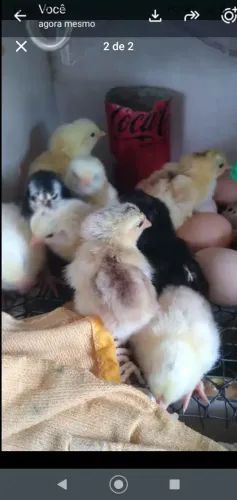 Pintinhos caipira