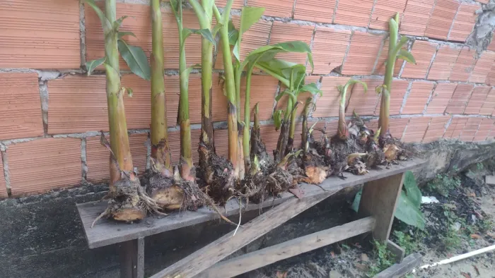 Vendo mudas de banana pacovã original
