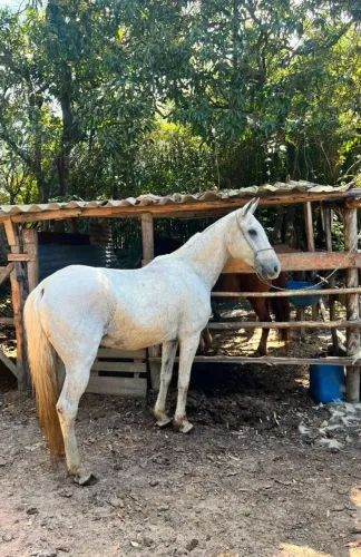Cavalo