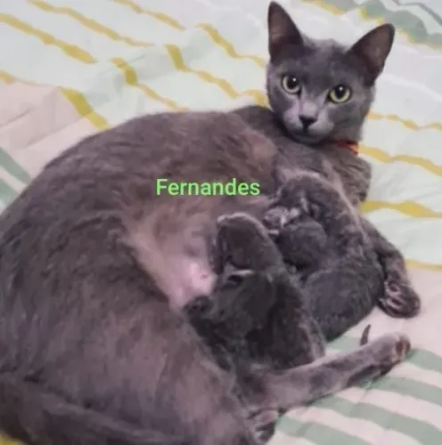 Azul Russo/Russian Blue Filhotes