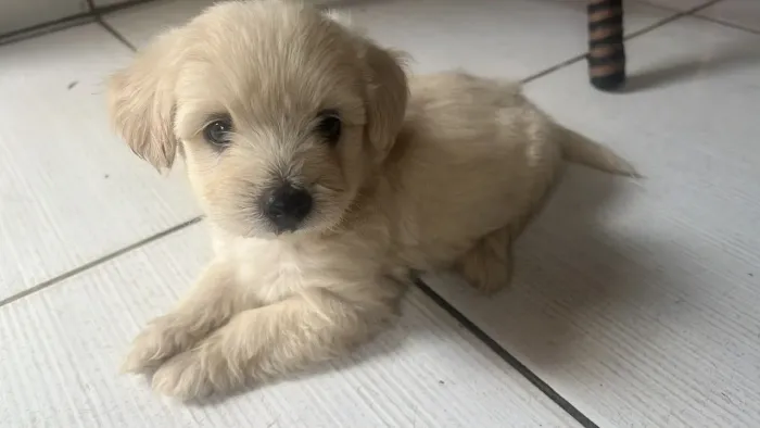 Filhote de poodle