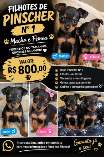 FILHOTES DE PINSCHER Nº 1 À VENDA!