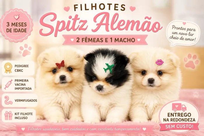 Filhotes de Spitz alemão 