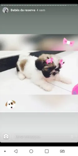 Fofinhos Shitzu para apartamento perfeitos