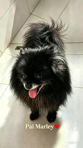 SPITZ ALEMÃO ANÃO - 2 FÊMEAS DISPONÍVEIS