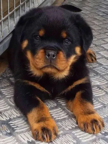 Filhote Rottweiler seu amigo de 4 patas 