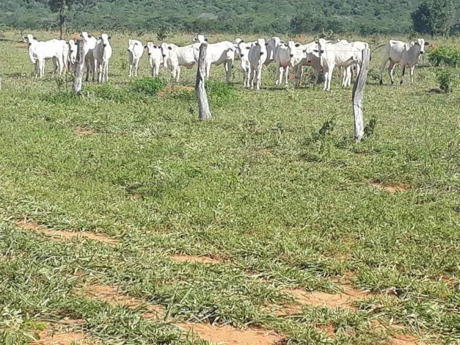 Fazenda de 125 alqueires em Bom Jardim de Goias-Go