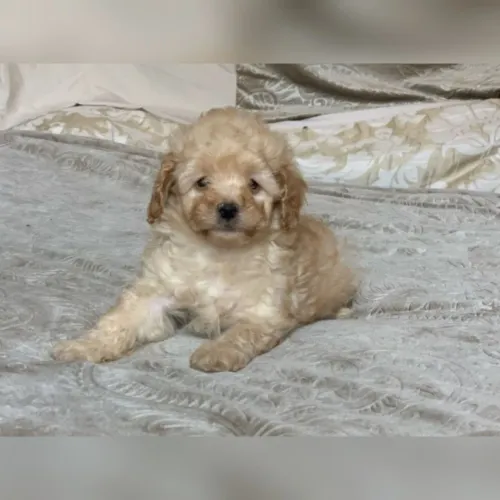 Poodle toy fêmeas e machinhos 