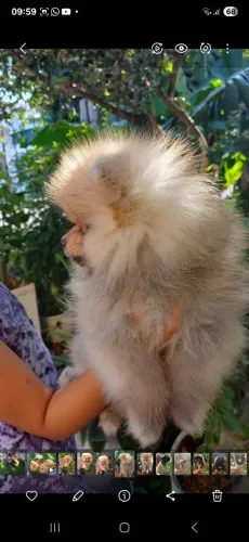 Lindos filhotes de Lulu da Pomerânia!