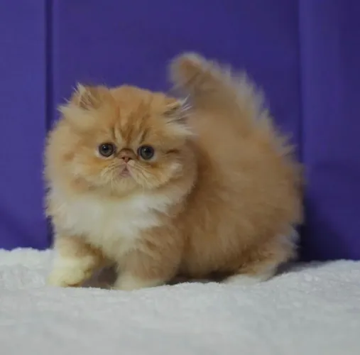 Lindo persa red - Havila filhotes 