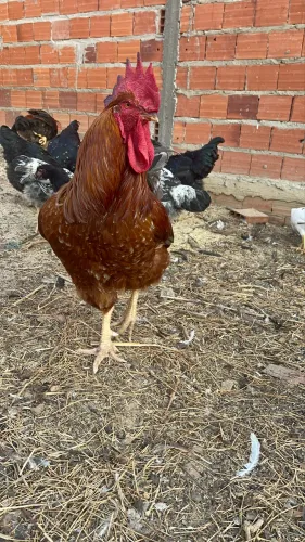 Aves GSB - Ovos, Pintinhos e Frangos