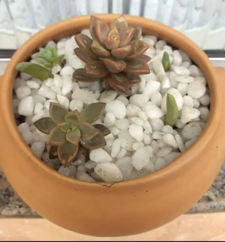 Mini Jardim de Suculentas