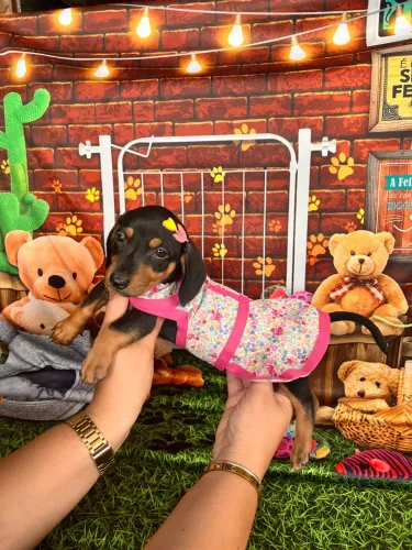 Dachshund / Basset / machos e fêmeas pedigree opcionais 