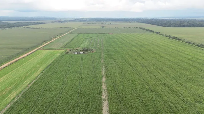Fazenda de arrendamento 2.000 hec em Tabapuã Rondônia 