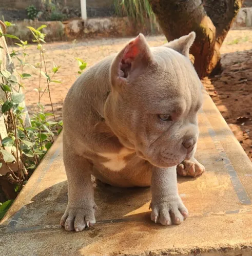 Filhote de American bully 