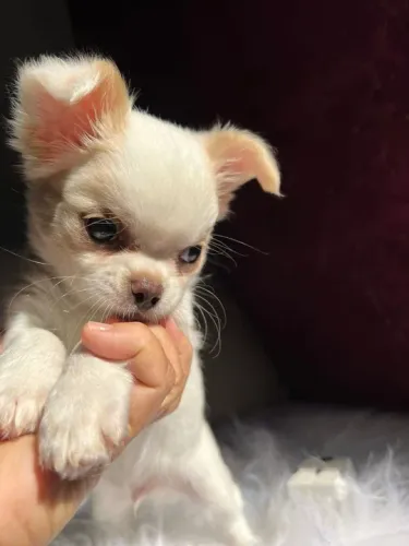 Chihuahua Bicolor Fêmea - Charmosa e Companheira!