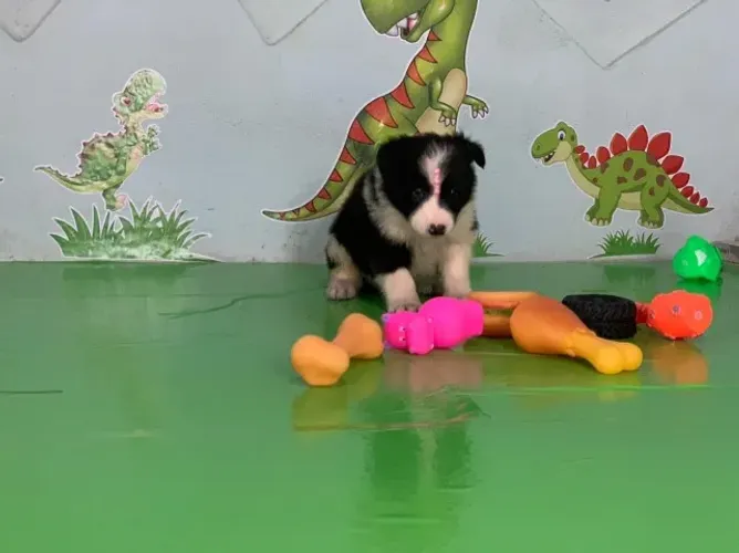 Border Collie - Inteligência e lealdade em forma de filhote!