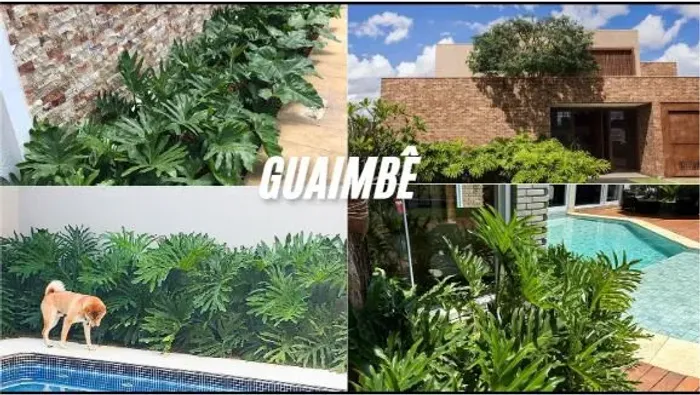 Mudas de Guaimbê 