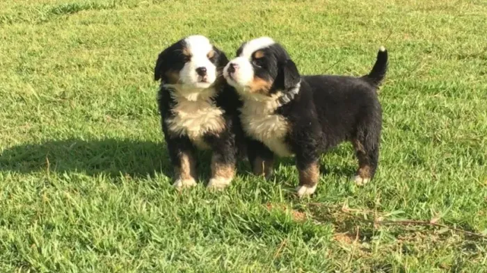 Bernese Mountaing dog cão da montanha 