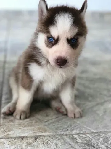 Husky Siberiano os mais fofos de são Paulo
