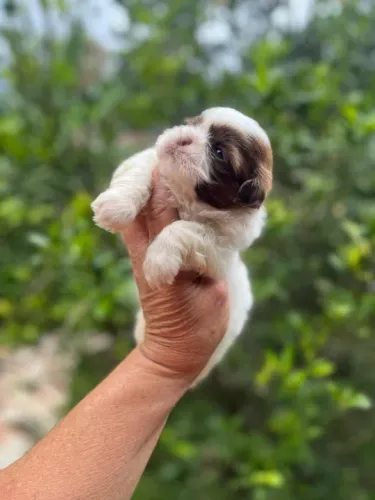 Shih-Tzu Macho Tricolor Pequeno Esperando por Você