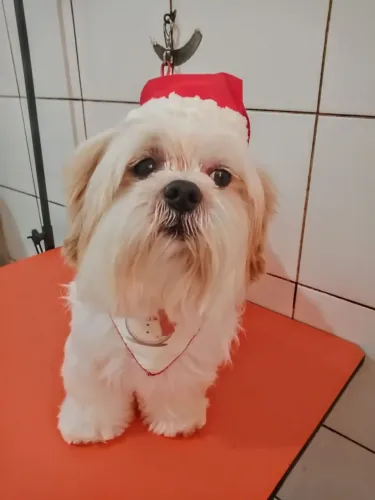 Vende-se filhotes de Lhasa Apso