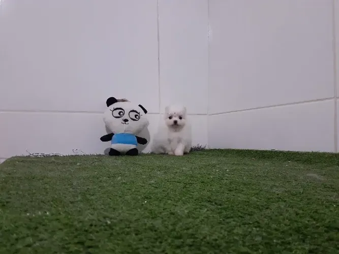 -Spitz Alemão Anão-