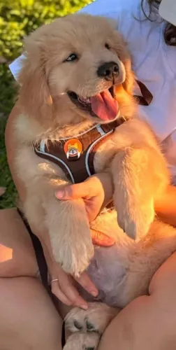 Golden Retriever Goldinhos disponível