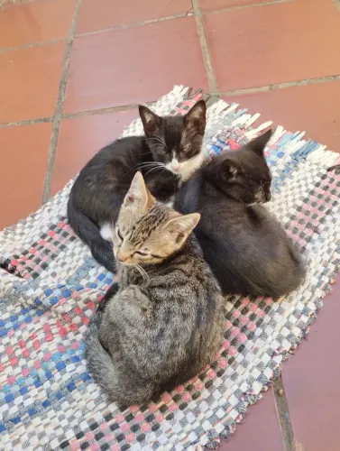 Gatinhos para adoção 