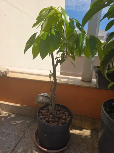 Pé de lichia, approx 1m, 6 anos.