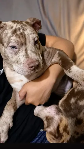 Filhotes de american bully merle pit monster 