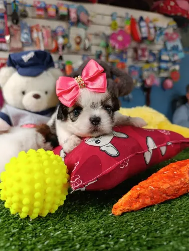 Shihtzu fêmea com Nota Fiscal