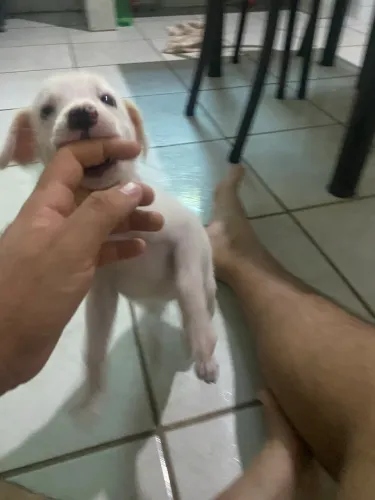 Doação de cachorros