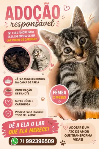 Estou doando essa linda gatinha 