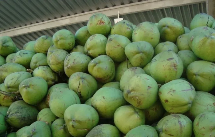 Ajudante de Carga e Descarga de Côco Verde