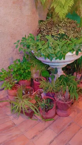 Vendo plantinhas 
