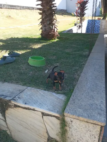 Pinscher miniatura 