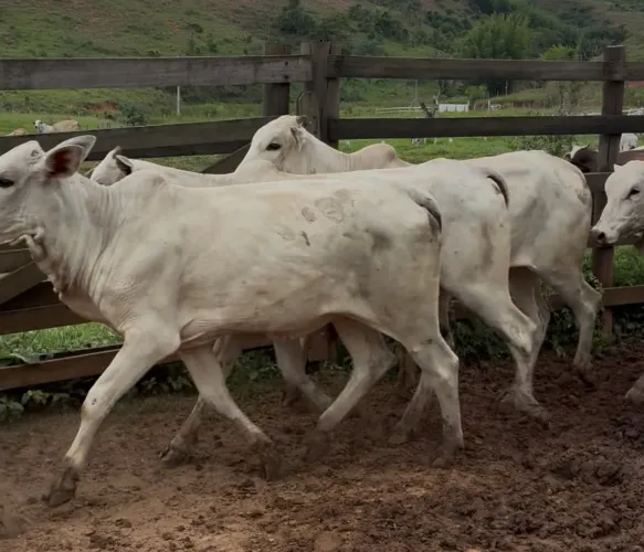  20 Novilhas Nelores Prenhas 