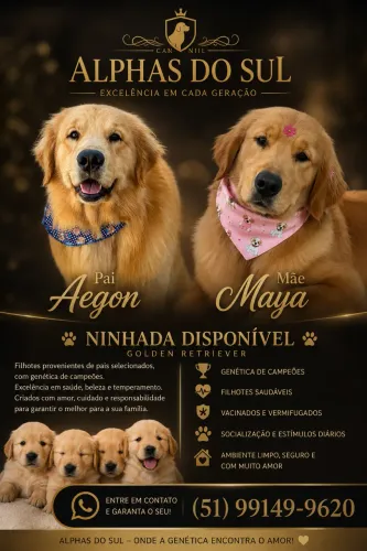 Filhotes Golden Retriever 