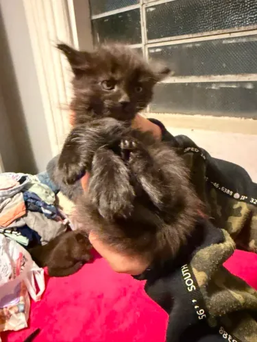 Gatos 