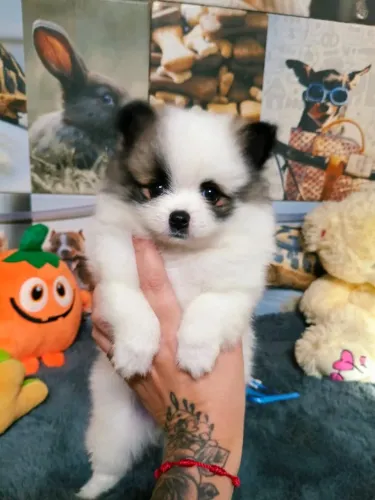 Lindos filhotes de lulu da Pomerânia-mini Spitz