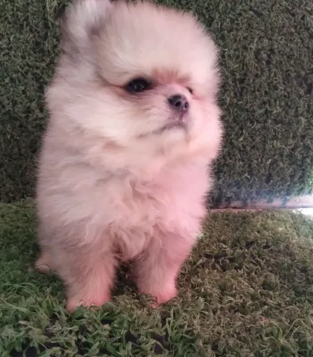  Lindo macho Lulu da Pomerânia anão baby face 