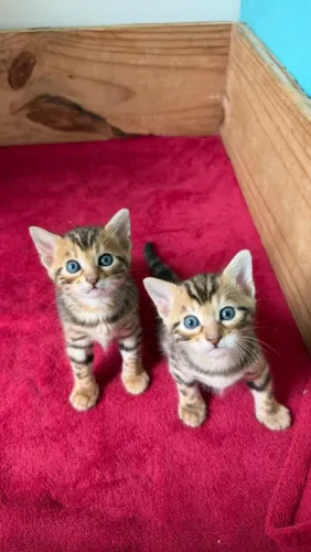 Filhotes Bengal