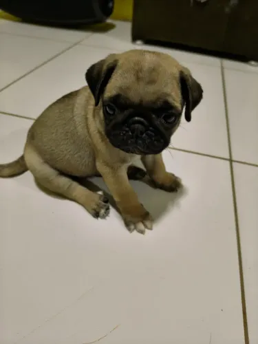 Vendo lindos filhotes demais de pug 