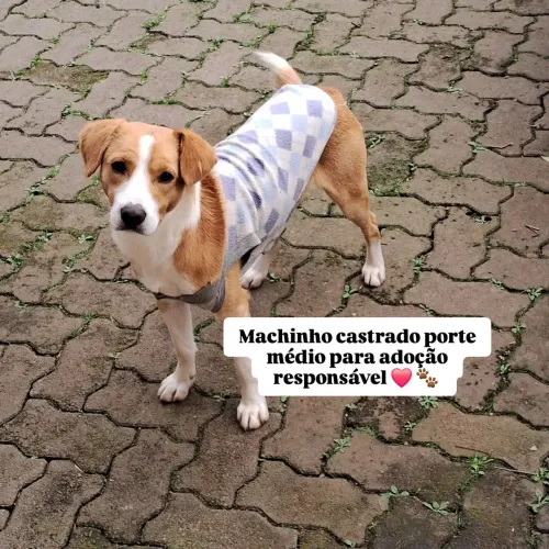 Adote um AUmigo! siga no Instagram adoteamor.rs ou chama aqui no chat do olx