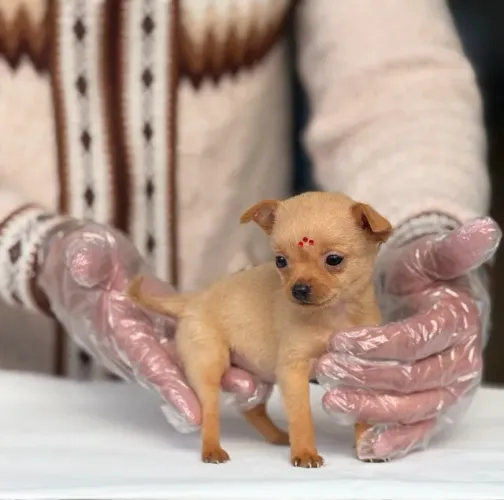 Filhotes Pinscher com 1ª dose da vacina V10/ garantia de saúde - prontos para um novo lae