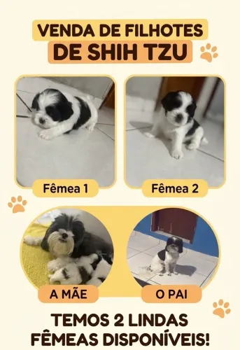 Filhotes de shih tzu