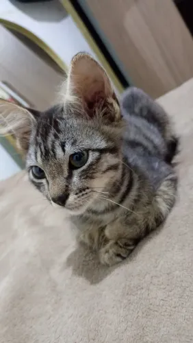 Adoção gatinhos