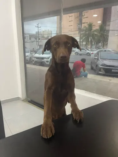 Estou doando esse cachorrinho 