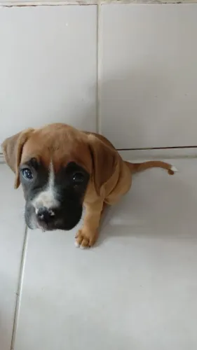 Boxer + Linhagem pura 